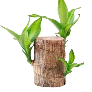 Brazilian Wood Plant