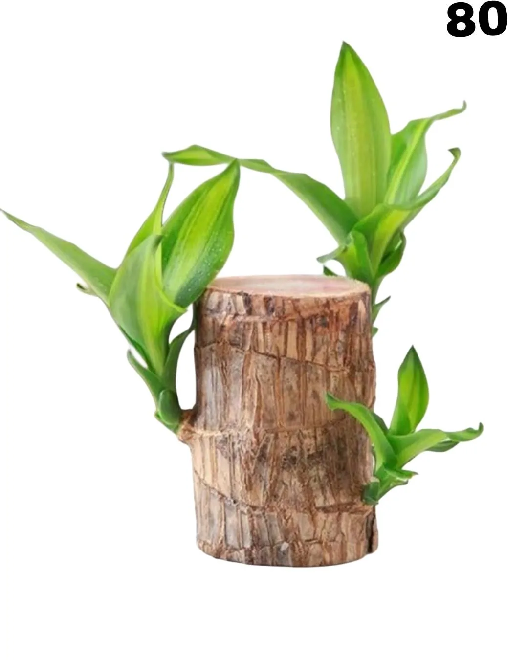 Brazilian Wood Plant